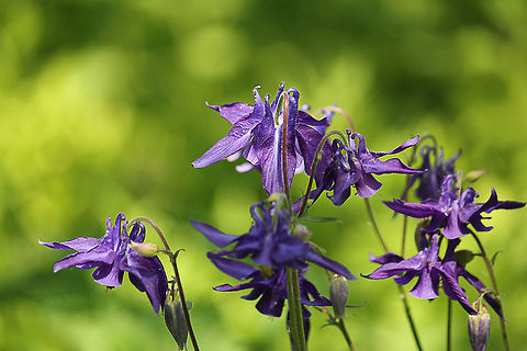 Aquilegia  Aquilegia vulgaris,Geotagged,The Netherlands