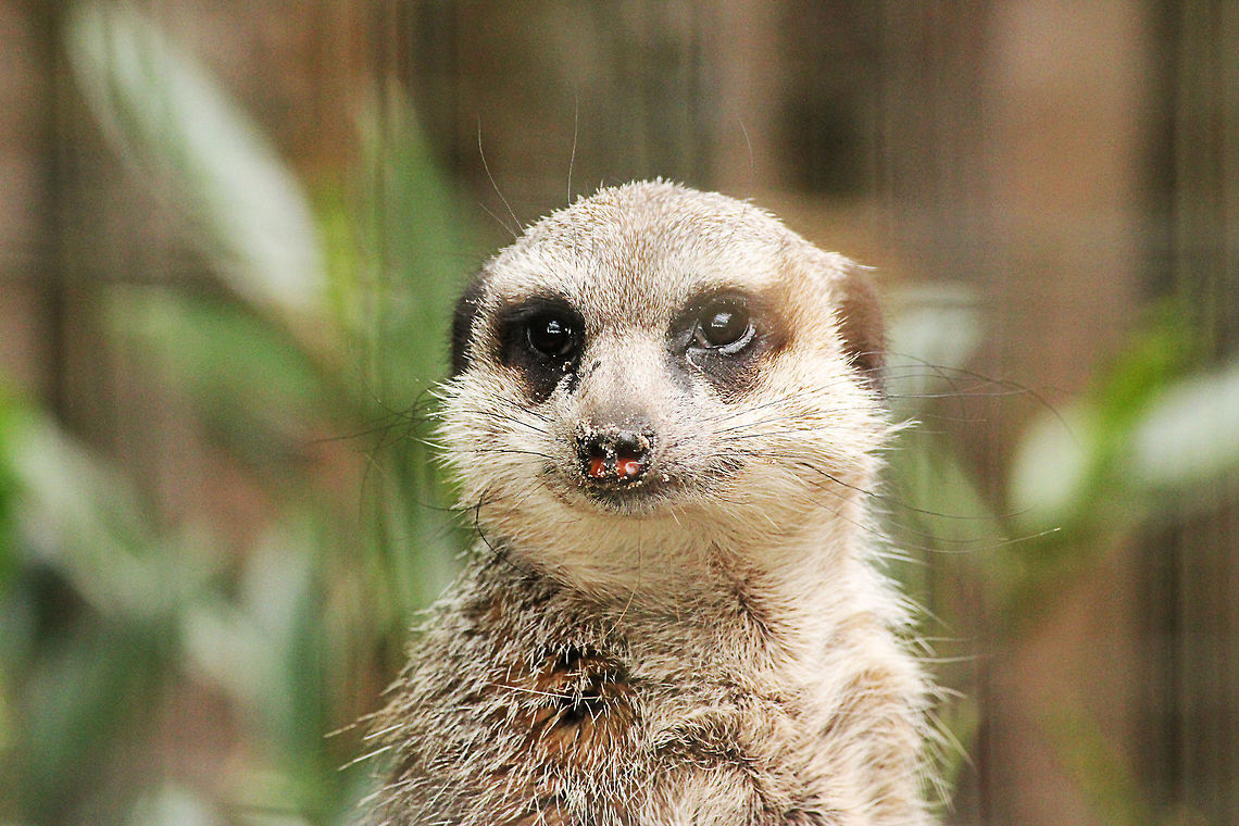Meerkat  Geotagged,Meerkat,Suricata suricatta,The Netherlands,Zooparc Overloon