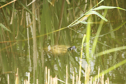 Yellow-bellied Slider in a ditch  Geotagged,The Netherlands,Trachemys scripta scripta,Yellow-bellied Slider
