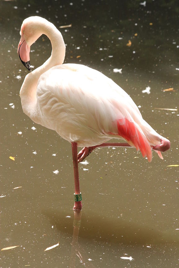 Greater Flamingo  Geotagged,Greater Flamingo,Phoenicopterus roseus,The Netherlands,Zooparc Overloon