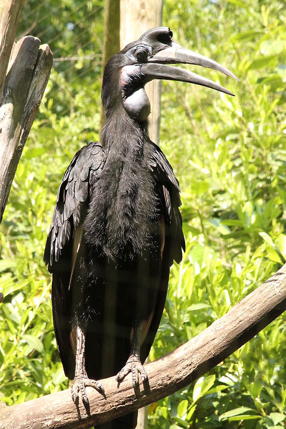 Ain't I beautiful...?  Abyssinian Ground Hornbill,Bucorvus abyssinicus,Geotagged,The Netherlands,Zooparc Overloon