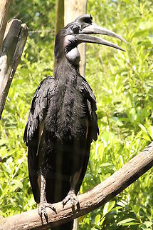 Ain't I beautiful...?  Abyssinian Ground Hornbill,Bucorvus abyssinicus,Geotagged,The Netherlands,Zooparc Overloon