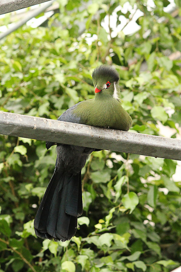 White-cheeked Turaco  Berkenhof,Geotagged,Tauraco leucotis,The Netherlands,White-cheeked Turaco