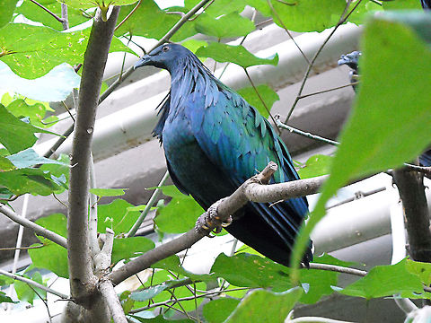 Nicobar Pigeon            Caloenas nicobarica,Diergaarde Blijdorp,Geotagged,Nicobar Pigeon,The Netherlands