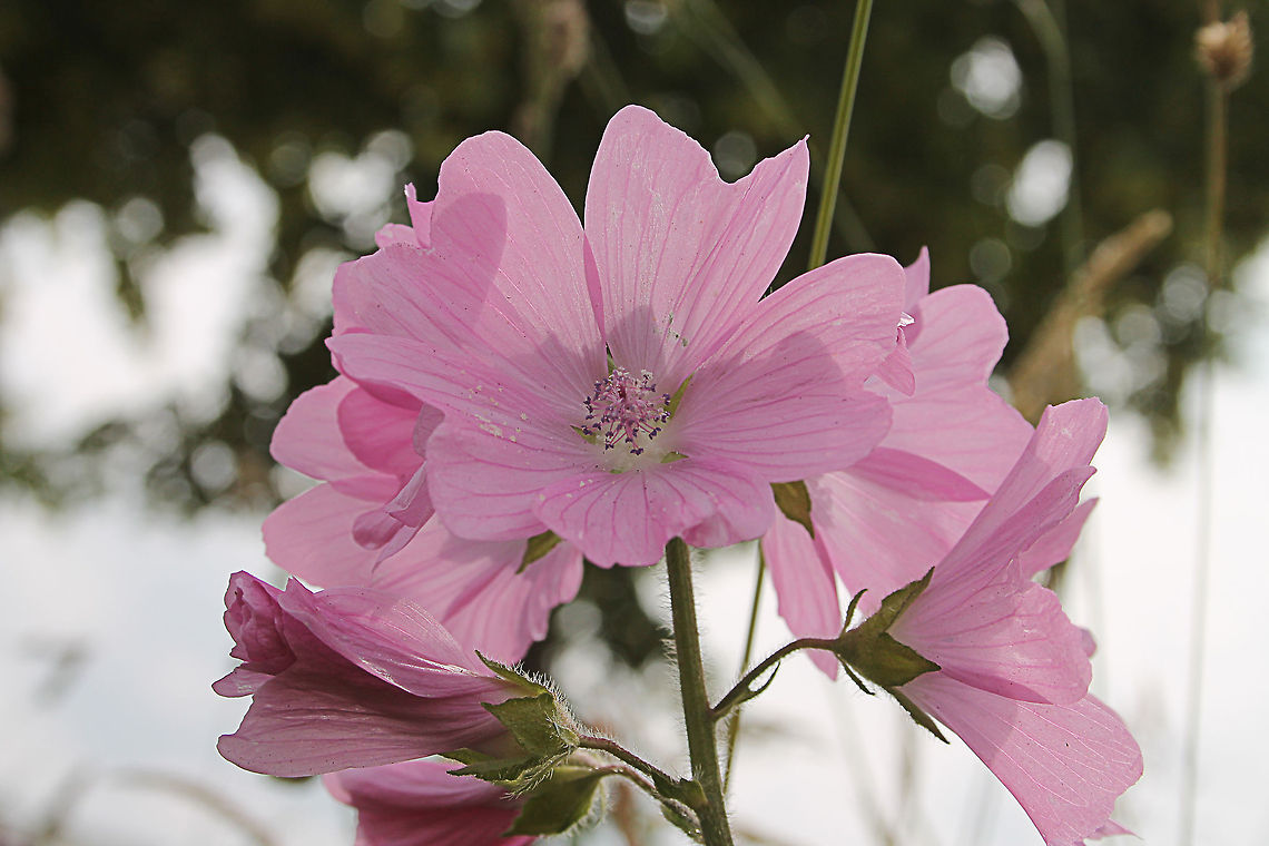Hollyhock Mallow In Dutch: vijfdelig kaasjeskruid Geotagged,Malva alcea,The Netherlands,malva alcea