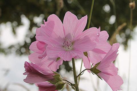 Hollyhock Mallow In Dutch: vijfdelig kaasjeskruid Geotagged,Malva alcea,The Netherlands,malva alcea