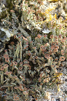 Cladonia fimbriata This is a common moss in our country but it seems that it is rarely found with "apotheciën". These are the fruiting bodies of the cladonia fimbriata. Cladonia Fimbriata,Cladonia fimbriata,Geotagged,The Netherlands