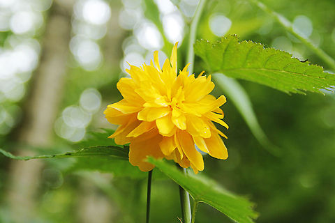 Kerria japonica  Geotagged,Kerria (plant),Kerria japonica,The Netherlands