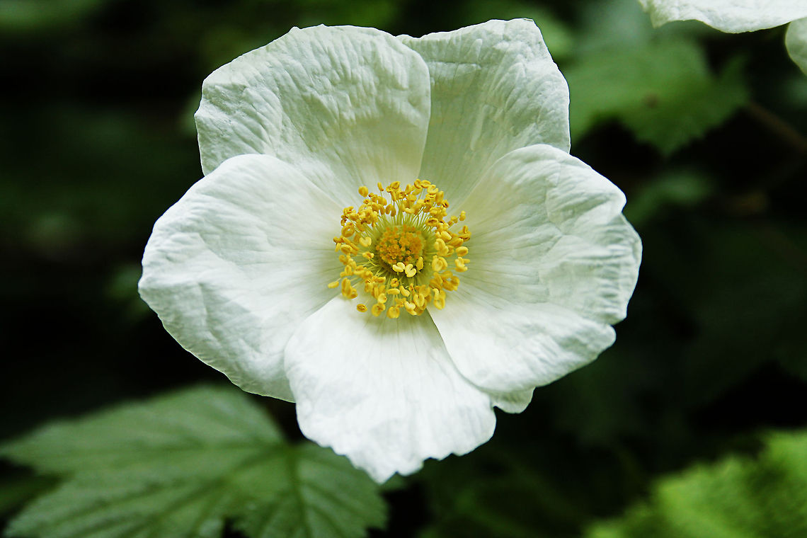 The Field Rose Rosa arvensis<br />
<br />
This European native wild rose can be commonly found as a hedge, where it can grow as a shade-tolerant creeper up to 10 feet. It is relatively disease-free. Creamy white flowers are about 1.5 inches wide with showy yellow stamens. They can grow both as solitary or in clusters during peak seasons. This rose has a slight scent which many claim they cannot detect. Oval shaped hips are red when ripe. Stems are thin and dark green, with many thorns. The Field Rose looks excellent in a desert landscape, preferably where there is plenty of filtered sun.<br />
<br />
No wiki page. Field rose,Geotagged,Rosa acicularis,The Netherlands,Zooparc Overloon