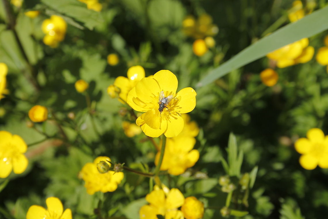 Tall buttercup The visitor of this tall buttercup is a common flesh fly (sarcophaga carnaria). Geotagged,Ranunculus acris,The Netherlands,Zooparc Overloon,common flesh fly,giant buttercup,meadow buttercup,sarcophaga carnaria,tall buttercup