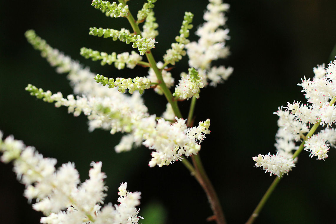 Astilbe Arendsii cultivar Group Astilbe is a genus of 18 species of perennial, herbaceous flowering plants, within the family Saxifragaceae. Some species are commonly known as False Goat's Beard, and False Spirea. Astilbe species are native to Asia and North America.<br />
<br />
These hardy, herbaceous perennials are cultivated by gardeners for their large, handsome, often fern-like foliage, and dense, feathery plumes of flowers. Astilbes are widely recognized for their profuse blooms in full shade. They are widely adapted to water-logged conditions, and tolerate clay soils well. Numerous hybrids have been raised. Astilbe is a tall feathery flowered plant popular as a pond side feature, due to its previously described growing conditions.<br />
<br />
There is an english wiki page for Astilbe Arendsii but the identification doesn't work for this page. Astilbe Arendsii,Geotagged,The Netherlands