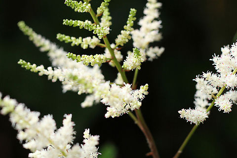 Astilbe Arendsii cultivar Group Astilbe is a genus of 18 species of perennial, herbaceous flowering plants, within the family Saxifragaceae. Some species are commonly known as False Goat's Beard, and False Spirea. Astilbe species are native to Asia and North America.

These hardy, herbaceous perennials are cultivated by gardeners for their large, handsome, often fern-like foliage, and dense, feathery plumes of flowers. Astilbes are widely recognized for their profuse blooms in full shade. They are widely adapted to water-logged conditions, and tolerate clay soils well. Numerous hybrids have been raised. Astilbe is a tall feathery flowered plant popular as a pond side feature, due to its previously described growing conditions.

There is an english wiki page for Astilbe Arendsii but the identification doesn't work for this page. Astilbe Arendsii,Geotagged,The Netherlands