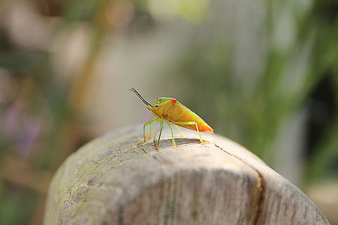 Hawthorn shield bug This bug was enjoying the sunlight. Acanthosoma haemorrhoidale,Geotagged,Hawthorn shield bug,The Netherlands