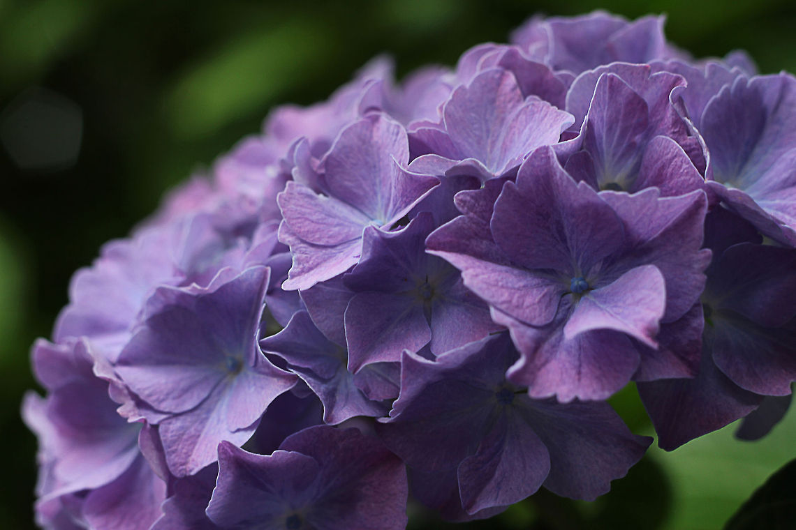 Bigleaf hydrangea  Bigleaf hydrangea,Geotagged,Hydrangea macrophylla,The Netherlands