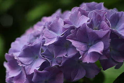 Bigleaf hydrangea  Bigleaf hydrangea,Geotagged,Hydrangea macrophylla,The Netherlands
