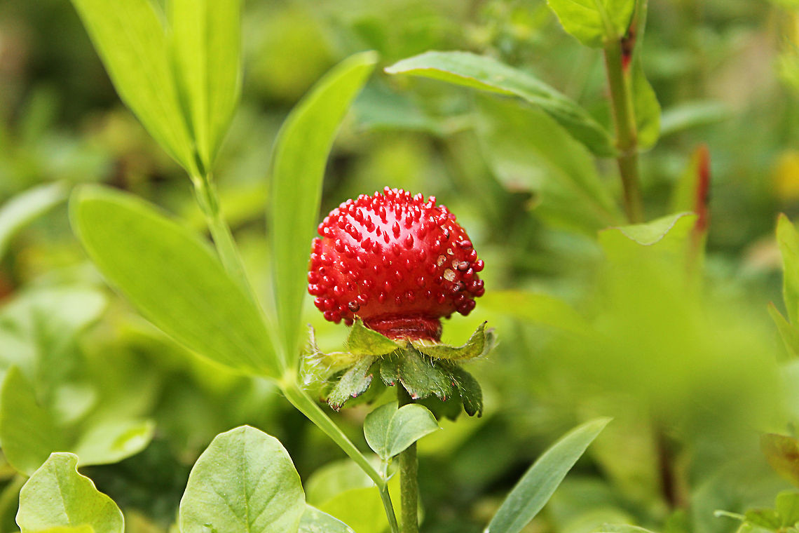 False strawberry  Duchesnea indica,Geotagged,Mock Strawberry,Mock strawberry,Potentilla indica,The Netherlands