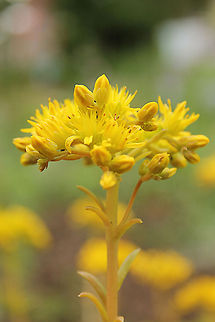 Prick-madam  Geotagged,Sedum reflexum,The Netherlands,sedum reflexum