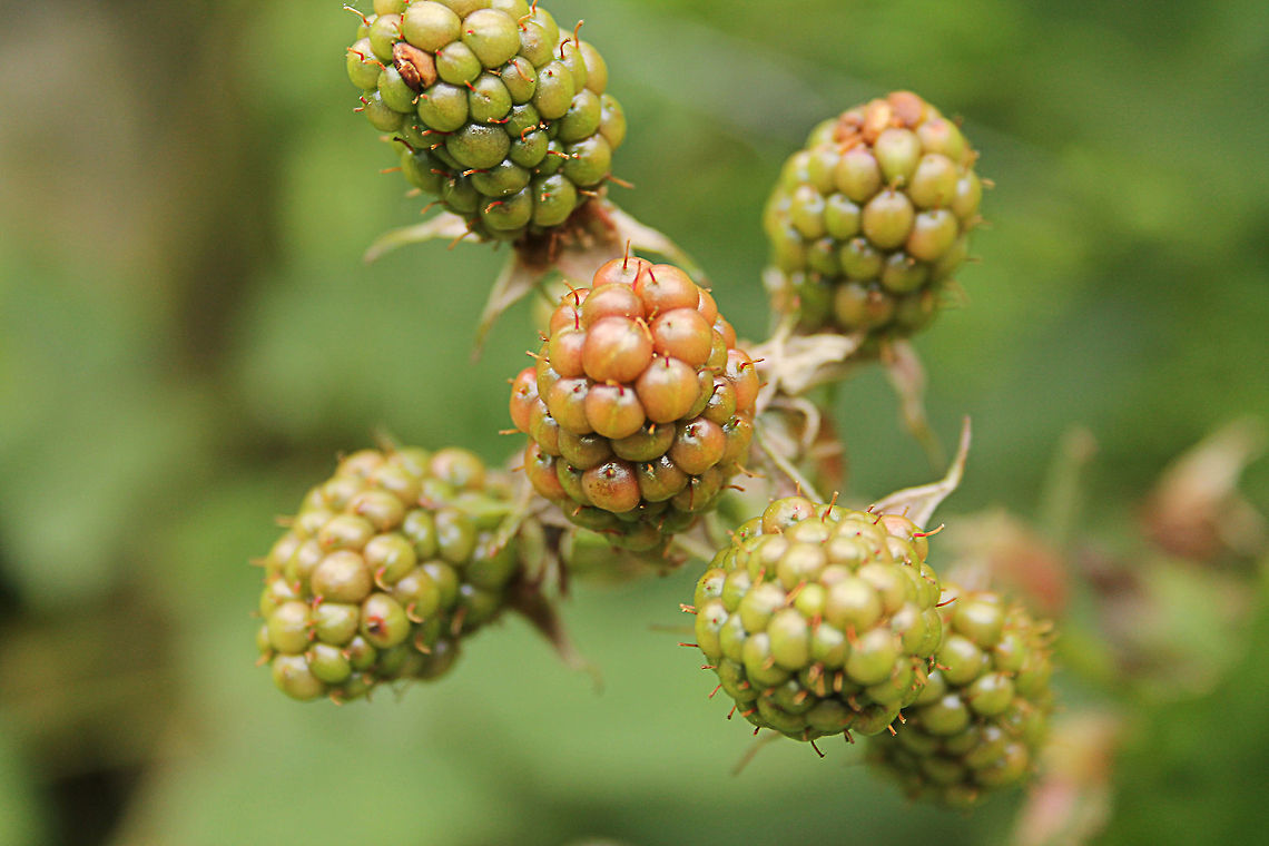 Blackberry Rubus fruticosus<br />
The blackberry is an edible fruit produced by any of several species in the Rubus genus of the Rosaceae family. The fruit is not a true berry; botanically it is termed an aggregate fruit, composed of small drupelets. The plants typically have biennial canes and perennial roots. Blackberries and raspberries are also called caneberries or brambles. It is a widespread, and well known group of over 375 species. Geotagged,Rubus fruticosus,The Netherlands