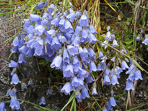 Campanula cochleariifolia