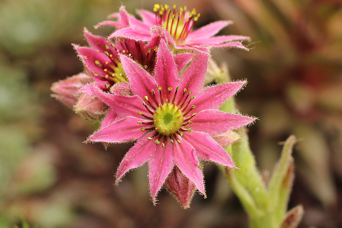 Jupiter's eye &quot;Old wryters do call it Iovis barba, Iupiter&#039;s Bearde, &amp; holde an Opynion supersticously that in what house so ever it groweth, no Lyghtning or Tempest can take place to doe any harm there.&quot;<br />
<br />
William Bullein, 1562 Common Houseleek,Geotagged,Sempervivum tectorum,The Netherlands