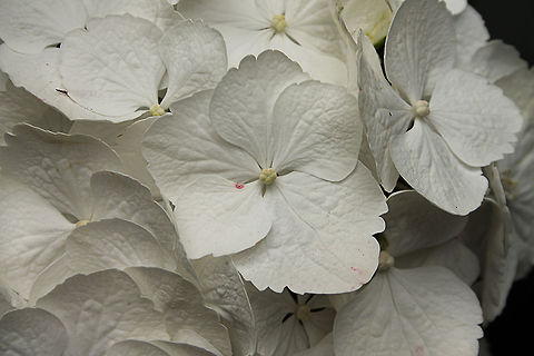 White Bigleaf Hydrangea The flower color of a bigleaf hydrangea is determined by the soil pH and by the amount of aluminum in the soil (unless it is a white-flowering variety, which has no pigment and is not affected). Bigleaf hydrangea,Geotagged,Hydrangea macrophylla,The Netherlands