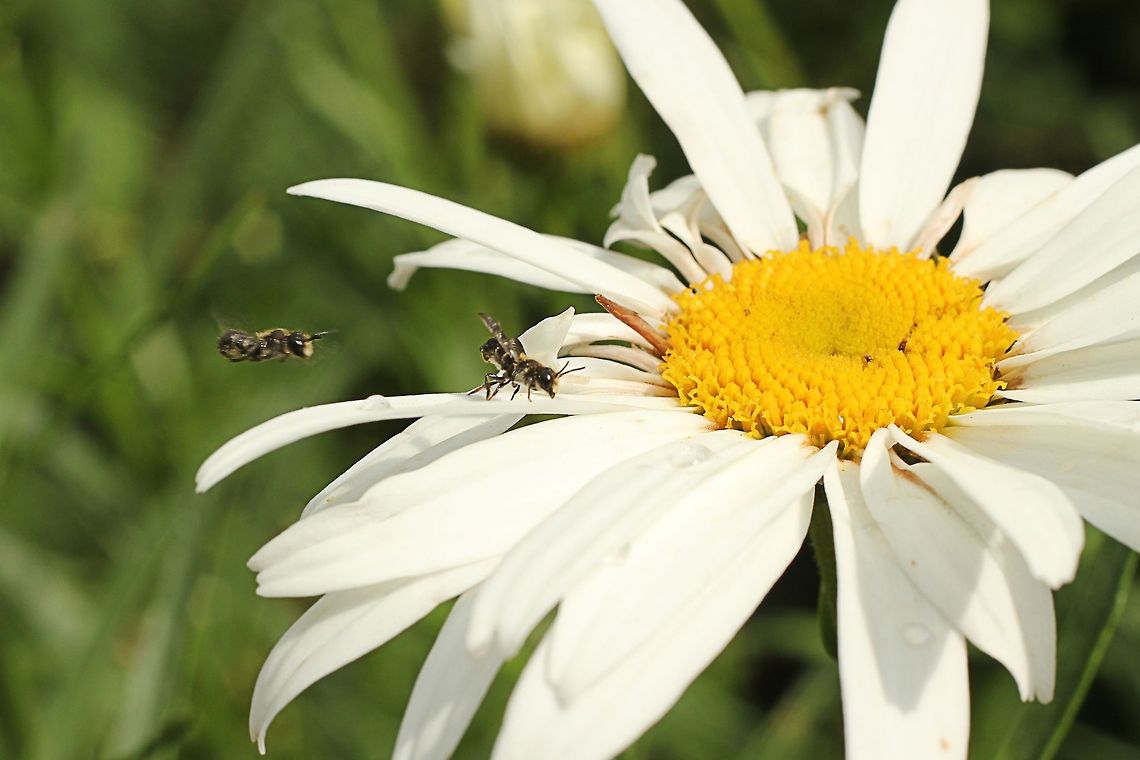 Bee airstrip  Apis mellifera carnica,Carniolan bee,Geotagged,The Netherlands