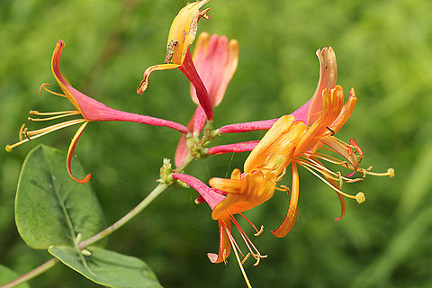Honeysuckle In Dutch: Kamperfoelie Geotagged,Lonicera periclymenum,The Netherlands