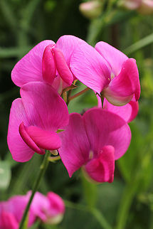 Lathyrus latifolius  Geotagged,Lathyrus latifolius,The Netherlands