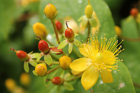 Hypericum uralum In Dutch: Hertshooi Geotagged,Hypericum uralum,The Netherlands