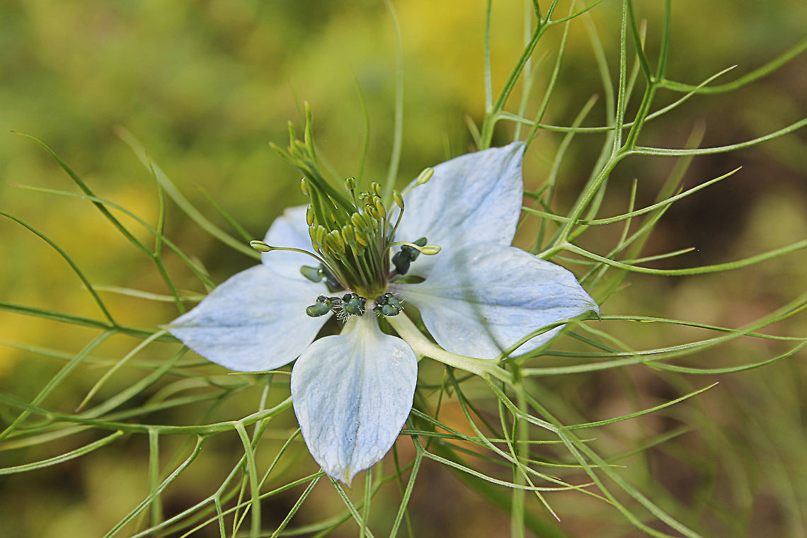 Love-in-a-mist In Dutch: Juffertje-in-het-groen Geotagged,Love-in-a-mist,Nigella damascena,The Netherlands