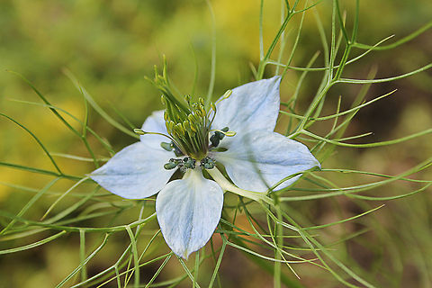 Love-in-a-mist In Dutch: Juffertje-in-het-groen Geotagged,Love-in-a-mist,Nigella damascena,The Netherlands