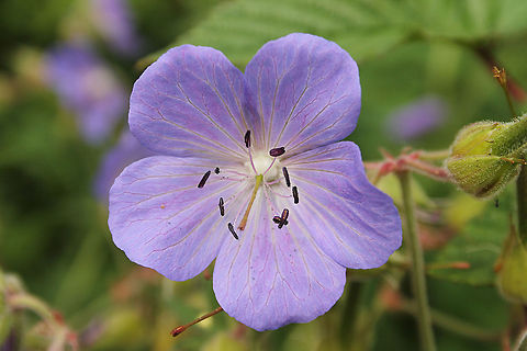 Meadow Cranesbill Geranium pratense, the Meadow Cranesbill, is a species of plant in the Geraniaceae family. The leaves are deeply divided, divided into 7-9 lobes and 3-6 inch wide. It is native to much of Europe and Asia, but is cultivated and naturalized elsewhere. Geotagged,Geranium pratense,The Netherlands