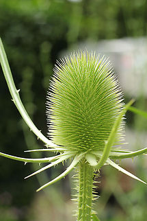 Fullers Teasel In Dutch: grote kaardebol Dipsacus fullonum,Fullers Teasel,Geotagged,The Netherlands