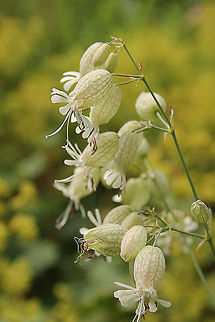 Bladder Campion  Geotagged,Silene vulgaris,The Netherlands,silene vulgaris
