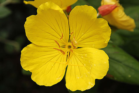 Evening star  Geotagged,Oenothera biennis,The Netherlands