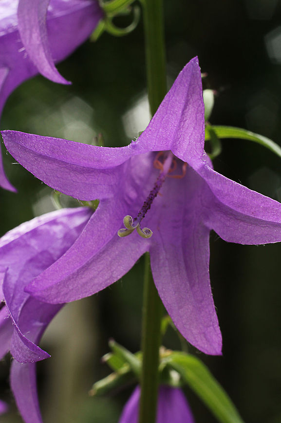 Rampion bellflower  Campanula rapunculoides,Geotagged,The Netherlands