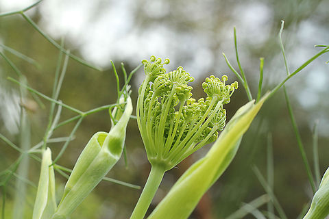 Fennel  Fennel,Foeniculum vulgare,Geotagged,The Netherlands