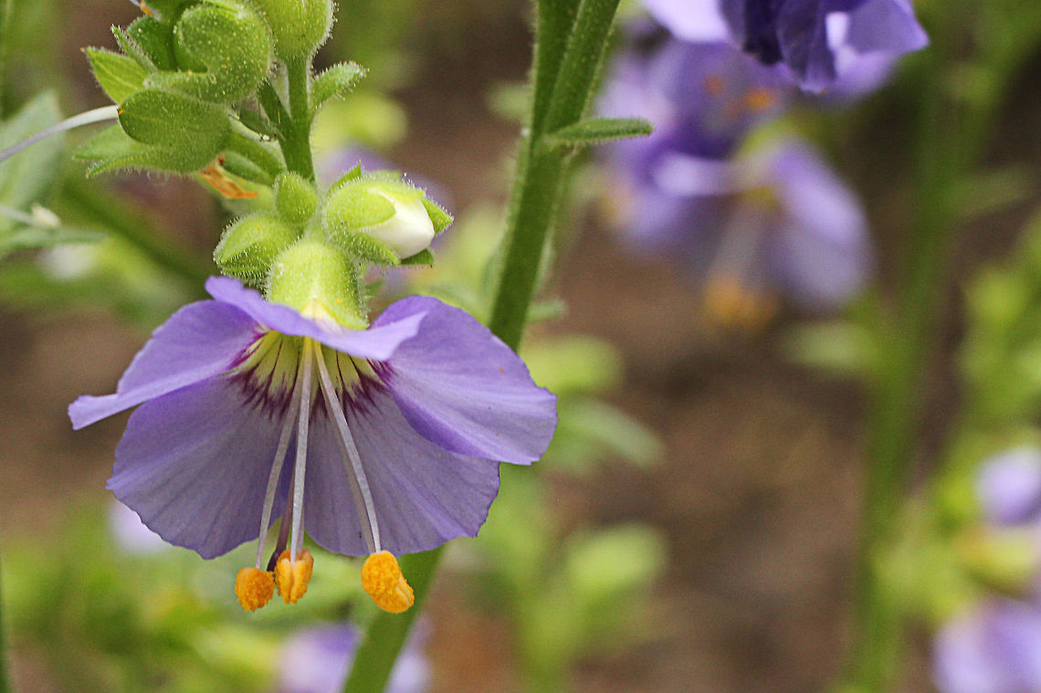 Greek valerian The plant was first used as a medicinal herb in ancient Greece. The ancient Greeks used the root to treat dysentery, toothaches and animal bites. The plant was also found in a few European pharmacies during the nineteenth century and was used as an antisyphilitic agent and to treat rabies. Today, the plant is not usually used medically. Geotagged,Polemonium caeruleum,The Netherlands