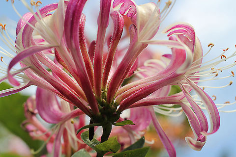 Honeysuckle On a sunny afternoon the sweet smell of the honeysuckle fills the air.... Common Honeysuckle,Geotagged,Lonicera periclymenum,The Netherlands