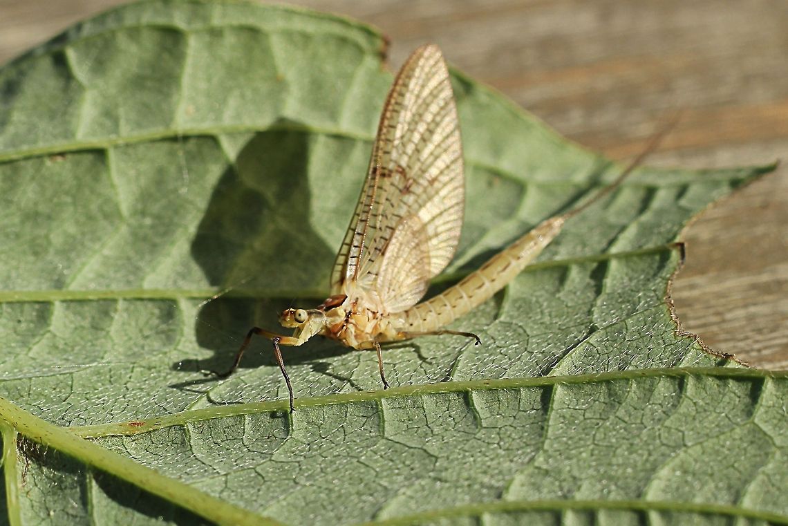 Green drake In Dutch: eendagsvlieg Ephemera,Ephemera glaucops,Ephemeridae,Ephemeroptera,Geotagged,The Netherlands,mayfly