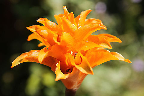 Eternal flame (Calathea crocata) No wiki page yet.
Calathea is a genus of plants belonging to the family Marantaceae. There are several dozen species in this genus. Native to the tropical Americas, many of the species are popular as pot plants due to their decorative leaves and, in some species, colorful inflorescences. Calathea crocata,Eternal flame,Geotagged,The Netherlands,eternal flame