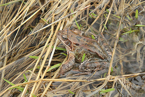 Brown frog at 2,000 meters above sealevel  Austria,Common frog,Geotagged,Rana temporaria