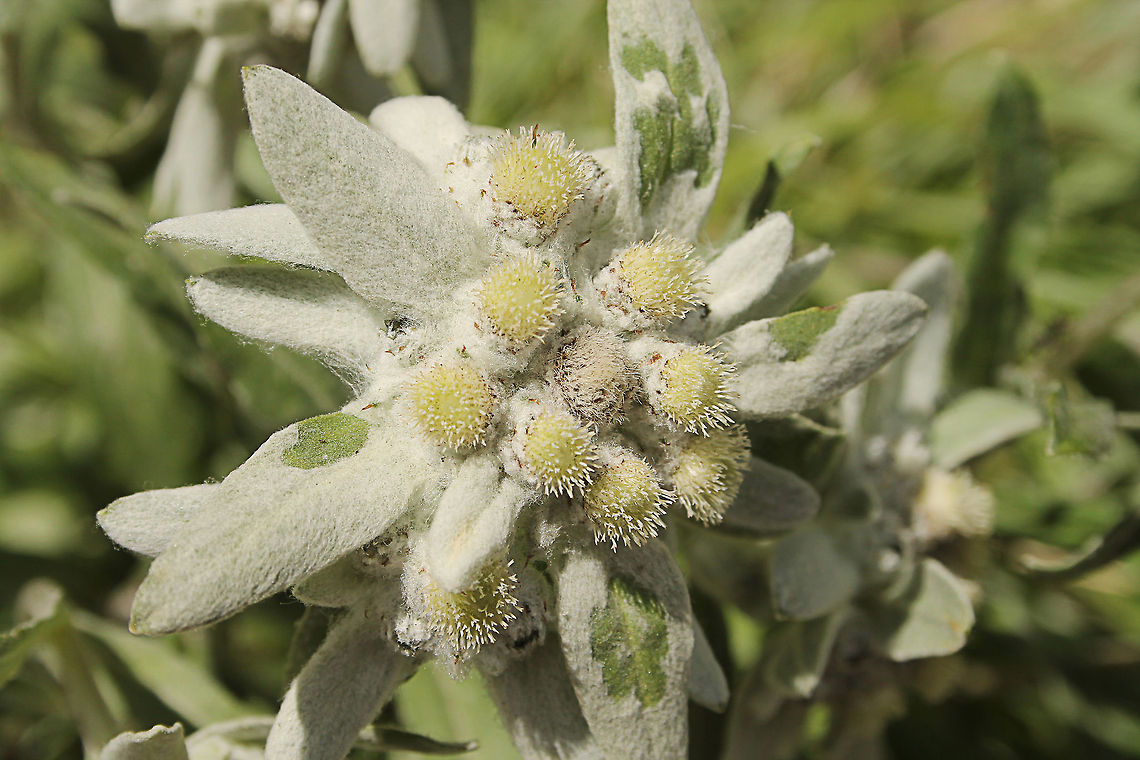 Edelweiss CAPTAIN:<br />
Edelweiss, Edelweiss<br />
Every morning you greet me<br />
Small and white clean and bright<br />
You look happy to meet me<br />
Blossom of snow may you bloom and grow<br />
Bloom and grow forever<br />
Edelweiss,Edelweiss<br />
Bless my homeland forever.<br />
<br />
CAPTAIN, MARIA, THE CHILDREN AND CHORUS:<br />
Small and white clean and bright<br />
You look happy to meet me<br />
Blossom of snow may you bloom and grow<br />
Bloom and grow forever<br />
Edelweiss,Edelweiss<br />
Bless my homeland forever. Austria,Edelweiss,Geotagged,Holzgau,Lechtal,Leontopodium alpinum