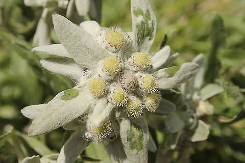 Edelweiss CAPTAIN:
Edelweiss, Edelweiss
Every morning you greet me
Small and white clean and bright
You look happy to meet me
Blossom of snow may you bloom and grow
Bloom and grow forever
Edelweiss,Edelweiss
Bless my homeland forever.

CAPTAIN, MARIA, THE CHILDREN AND CHORUS:
Small and white clean and bright
You look happy to meet me
Blossom of snow may you bloom and grow
Bloom and grow forever
Edelweiss,Edelweiss
Bless my homeland forever. Austria,Edelweiss,Geotagged,Holzgau,Lechtal,Leontopodium alpinum
