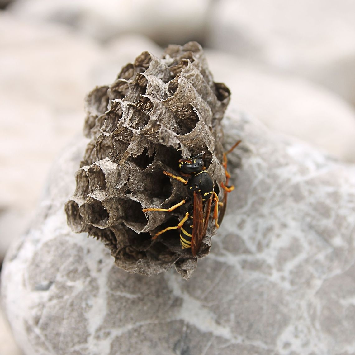 Saxon wasp  Austria,Dolichovespula saxonica,Geotagged