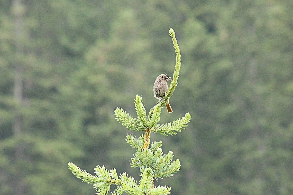 Redstart  Austria,Common Redstart,Geotagged,Phoenicurus phoenicurus