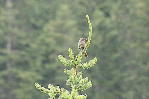 Redstart  Austria,Common Redstart,Geotagged,Phoenicurus phoenicurus