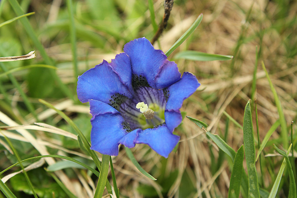 Gentian Gentiana clusii (sometimes called &quot;Clusius&#039; gentian&quot;) is a large-flowered, short-stemmed gentian. Austria,Gentiana clusii,Geotagged