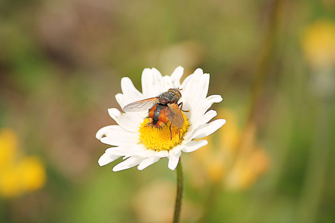 Tachina fera Woeste sluipvlieg (Dutch) or Raupenfliege (German). Austria,Geotagged,Tachina Fera,Tachina fera