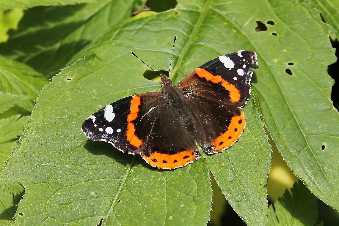 Red admiral  Austria,Geotagged,Red Admiral,Vanessa atalanta